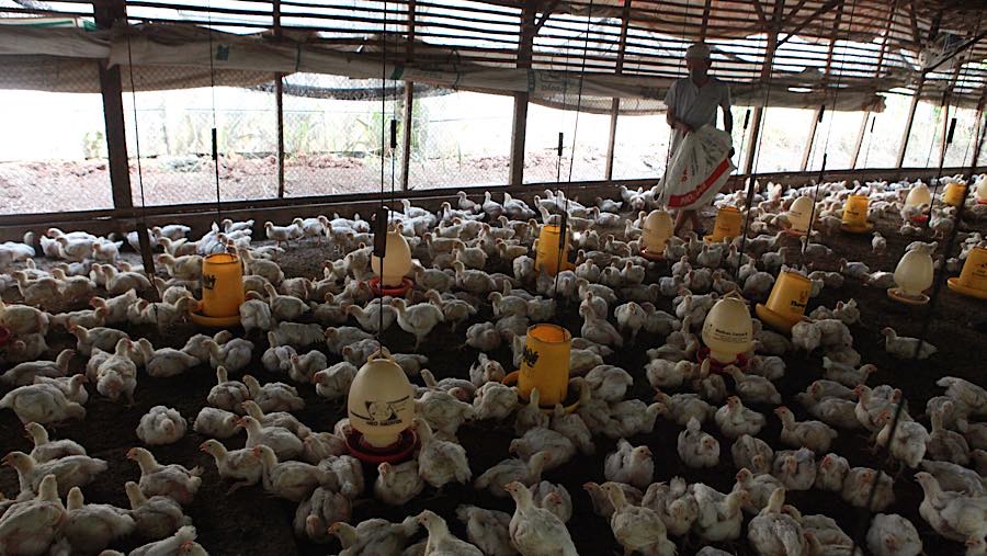 Peternak memberikan pakan ayam broiler di Gunung Sindur, Kab. Bogor, Jawa Barat, Selasa (7/7/2026). (Bloomberg Technoz/Andrean Kristianto)