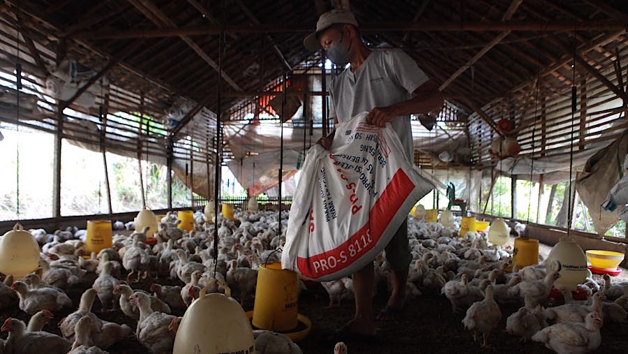 Kondisi serupa juga dialami Ajat, peternak ayam broiler di wilayah yang sama. (Bloomberg Technoz/Andrean Kristianto)