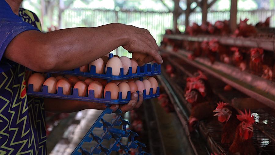 Kondisi ini telah berlangsung sekitar sebulan terakhir dan turut diikuti kenaikan harga pakan. (Bloomberg Technoz/Andrean Kristianto)