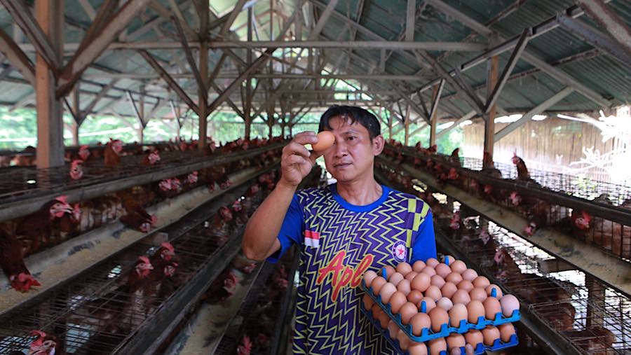 Anjloknya harga telur ayam ras di tingkat peternak semakin menambah beban para pelaku usaha unggas. (Bloomberg Technoz/Andrean Kristianto)