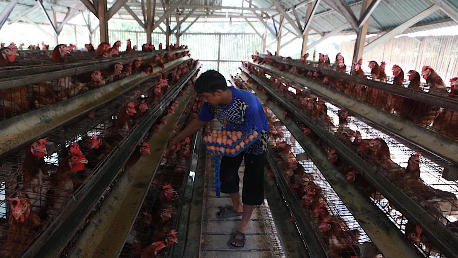 Pekerja mengambil telur ayam ras di Gunung Sindur, Kab. Bogor, Jawa Barat, Selasa (7/7/2026). (Bloomberg Technoz/Andrean Kristianto)