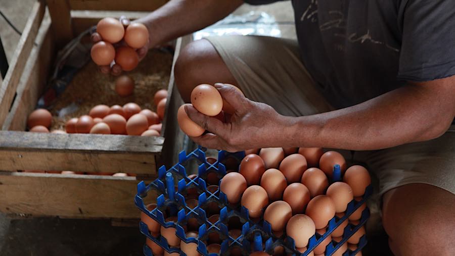 Peternak memilah telur ayam ras yang baru panen di Gunung Sindur, Kab. Bogor, Jawa Barat, Selasa (7/7/2026). (Bloomberg Technoz/Andrean Kristianto)