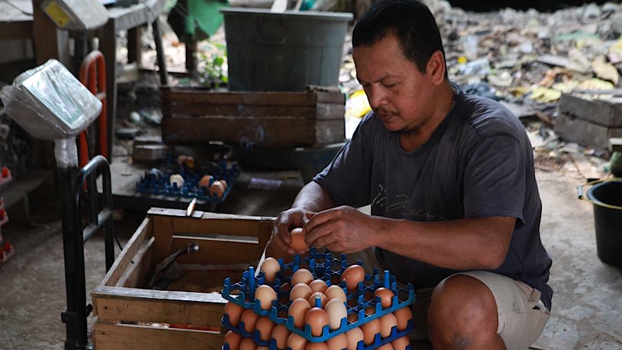 Rizal Anshori, peternak ayam petelur mengatakan saat ini harga telur ayam ras Rp21.500 anjlok dari harga rata-rata Rp26.000.
