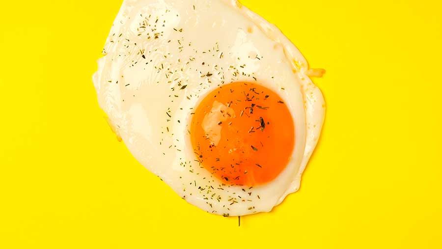 Ilustrasi Kuning Telur Ceplok (Envato)
