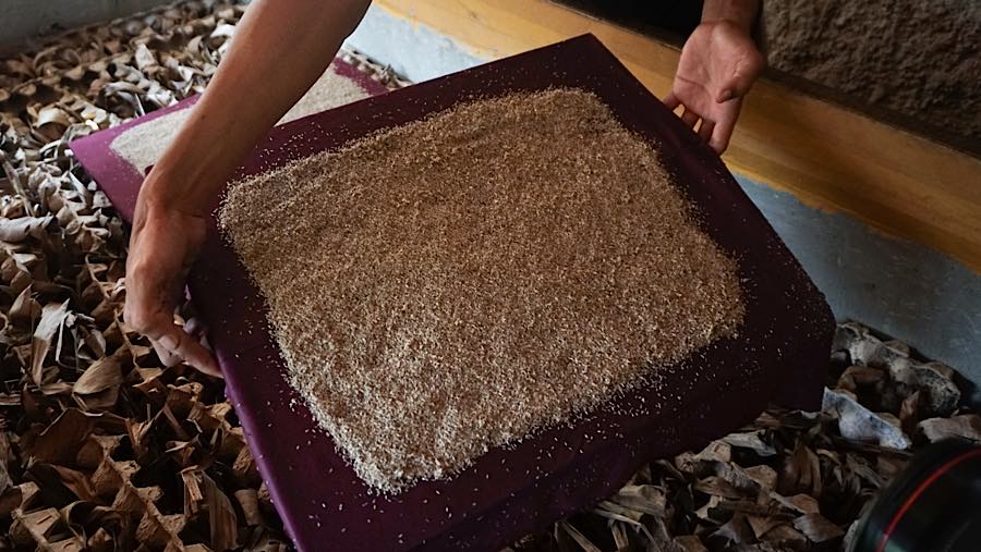 Peternak memeriksa jangkrik budidaya di jalan Pasiron, Curug, Depok, Jawa Barat, Senin (20/7/2026). (Bloomberg Technoz/Andrean Kristianto)