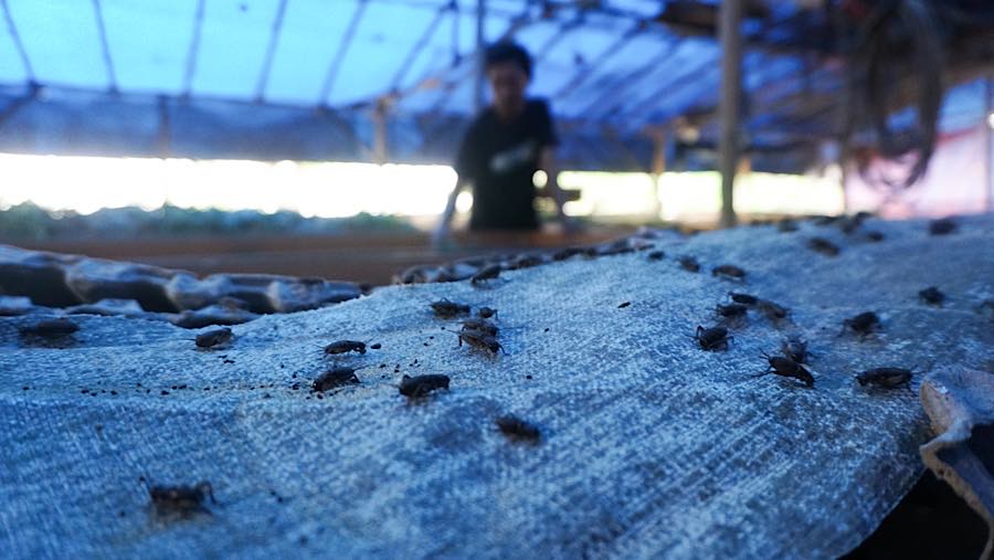 Peternak merawat jangkrik budidaya di jalan Pasiron, Curug, Depok, Jawa Barat, Senin (20/7/2026). (Bloomberg Technoz/Andrean Kristianto)
