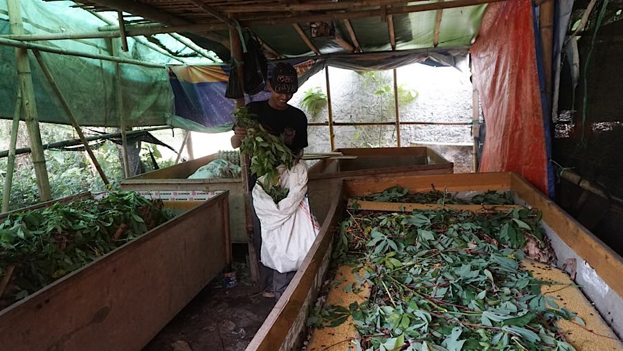 Peternak memberikan pakan ke jangkrik budidaya di jalan Pasiron, Curug, Depok, Jawa Barat, Senin (20/7/2026). (Bloomberg Technoz/Andrean Kristianto)