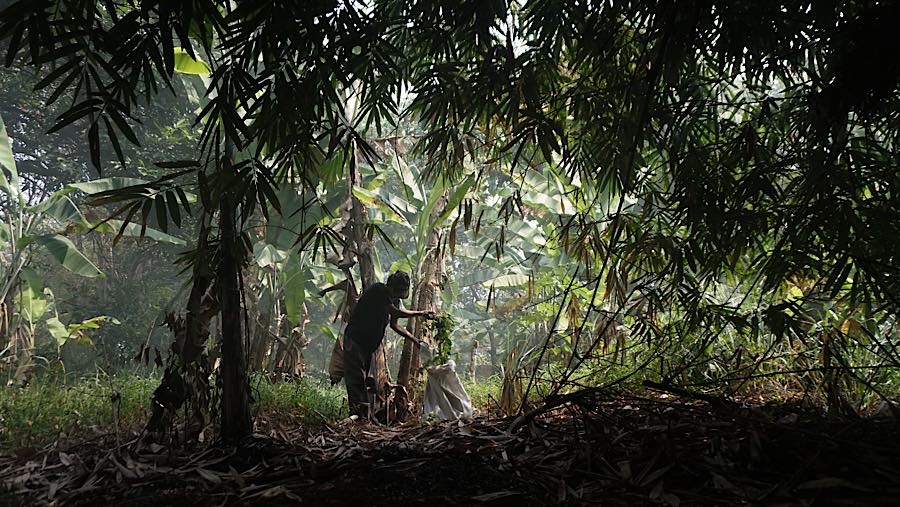 Pekerja mencari pakan jangkrik budidaya di jalan Pasiron, Curug, Depok, Jawa Barat, Senin (20/7/2026). (Bloomberg Technoz/Andrean Kristianto)
