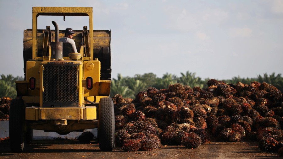 Kelapa sawit yang telah dipanen dikumpulkan di dekat landasan pemuatan perkebunan PT Bakrie Sumatera Plantations di Kisaran, Sumatra Utara./Bloomberg