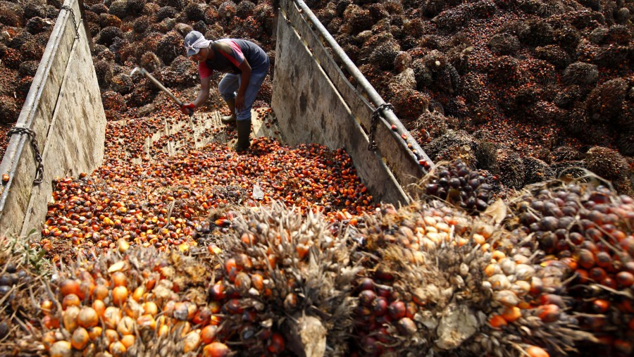 Pekerja menurunkan buah kelapa sawit hasil panen di pabrik produksi PT Perkebunan Nusantara di Kertajaya, Banten./Bloomberg-Dadang Tri