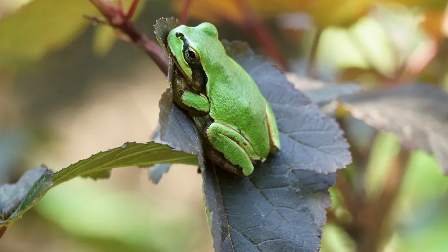 Bakteri dari Katak Memusnahkan Kanker Usus Besar Sepenuhnya