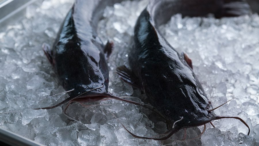 Ikan Lele (envato)