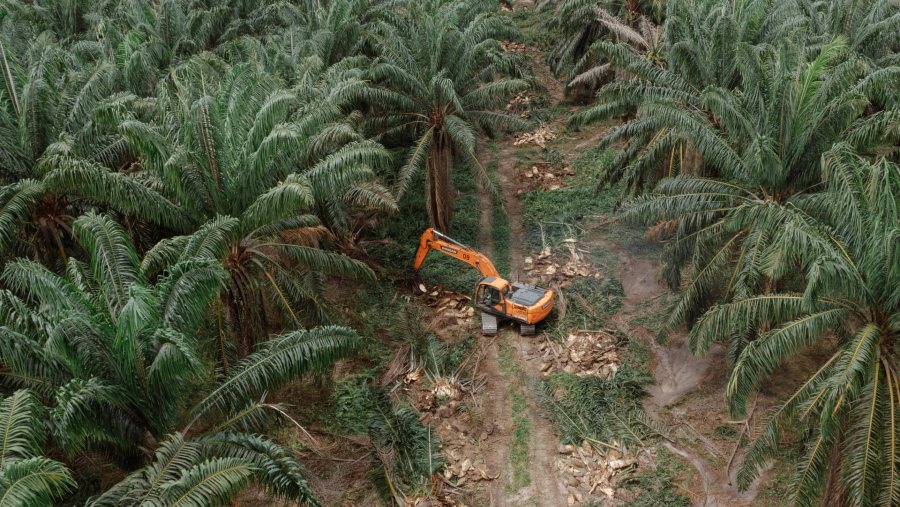 Perkebunan Kelapa Sawit di Kalimantan Tengah. Foto: Muhammad Fadli/Bloomberg