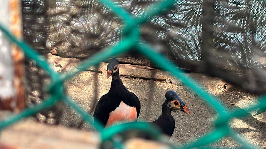 Burung Maleo dewasa di Maleo Conservation Center Donggi-Senoro LNG (DSLNG) sumber pribadi. (Bloomberg Technoz/Sabrina)