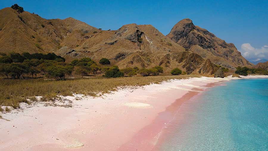 Pulau Komodo (Envato)