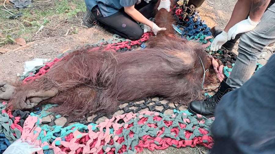 Kemenhut evakuasi orangutan dampak kebakaran di Ketapang (Dok. Kemenhut)