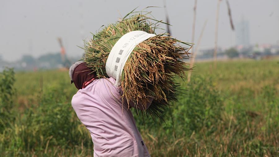 Petani membawa padi hasil panen persawahan di kawasan Rorotan, Jakarta Utara, Kamis (3/9/2026). (Bloomberg Technoz/Andrean Kristianto)