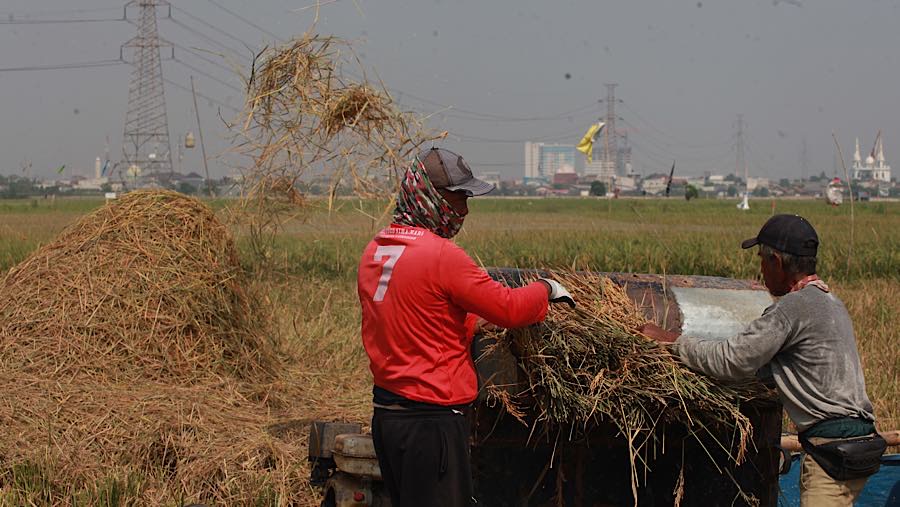 Petani menggiling padi di persawahan kawasan Rorotan, Jakarta Utara, Kamis (3/9/2026). (Bloomberg Technoz/Andrean Kristianto)