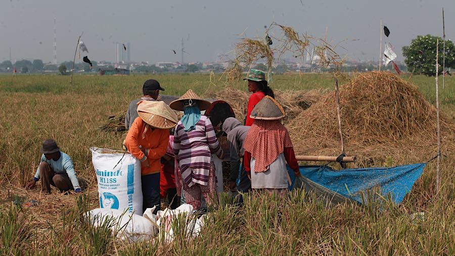 Petani menggiling padi di persawahan kawasan Rorotan, Jakarta Utara, Kamis (3/9/2026). (Bloomberg Technoz/Andrean Kristianto)