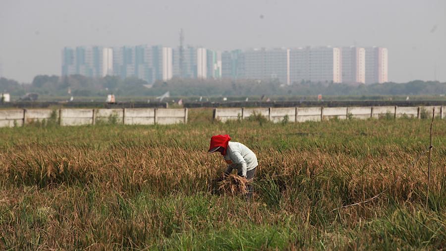 Petani memanen padi di persawahan kawasan Rorotan, Jakarta Utara, Kamis (3/9/2026). (Bloomberg Technoz/Andrean Kristianto)