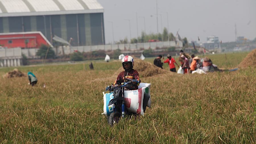 Ojek membawa gabah hasil panen petani di persawahan kawasan Rorotan, Jakarta Utara, Kamis (3/9/2026). (Bloomberg Technoz/Andrean Kristianto)