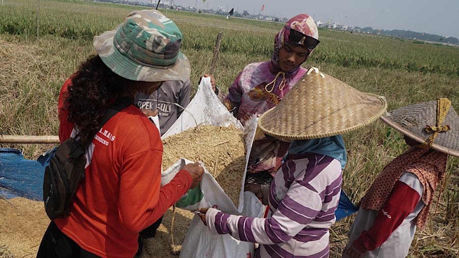 Petani memasukkan gabah kedalam karung di persawahan kawasan Rorotan, Jakarta Utara, Kamis (3/9/2026). (Bloomberg Technoz/Andrean Kristianto)