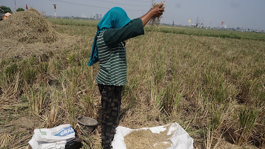 Petani memeriksa gabah hasil panen di persawahan kawasan Rorotan, Jakarta Utara, Kamis (3/9/2026). (Bloomberg Technoz/Andrean Kristianto)