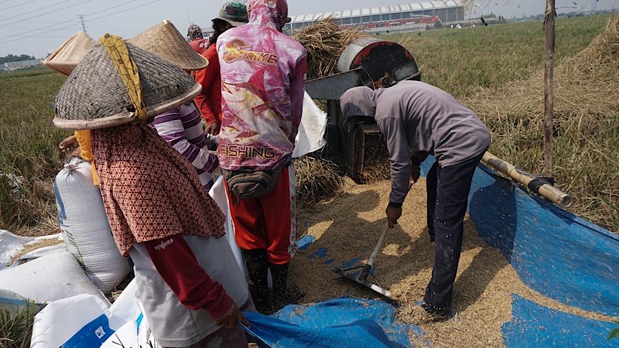 Petani merapihkan gabah di persawahan kawasan Rorotan, Jakarta Utara, Kamis (3/9/2026). (Bloomberg Technoz/Andrean Kristianto)