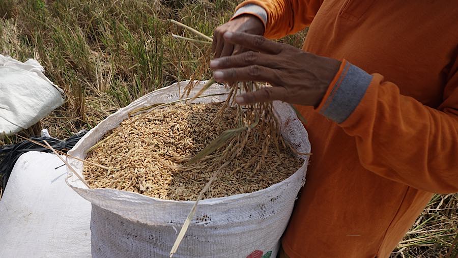 Petani memeriksa gabah hasil panen di persawahan kawasan Rorotan, Jakarta Utara, Kamis (3/9/2026). (Bloomberg Technoz/Andrean Kristianto)