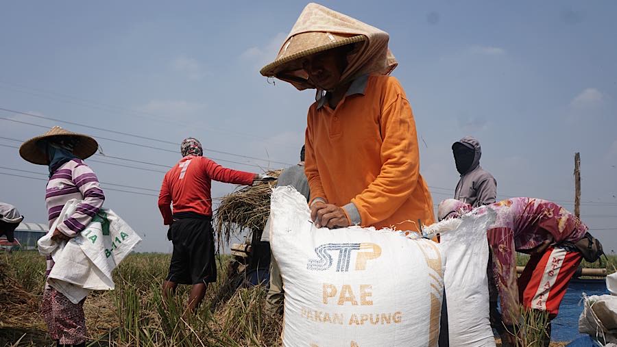 Petani membungkus gabah kedalam karung di persawahan kawasan Rorotan, Jakarta Utara, Kamis (3/9/2026). (Bloomberg Technoz/Andrean Kristianto)