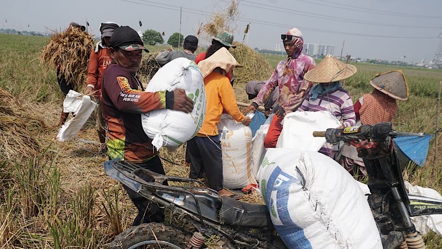 Petani menggiling padi di persawahan kawasan Rorotan, Jakarta Utara, Kamis (3/9/2026). (Bloomberg Technoz/Andrean Kristianto)