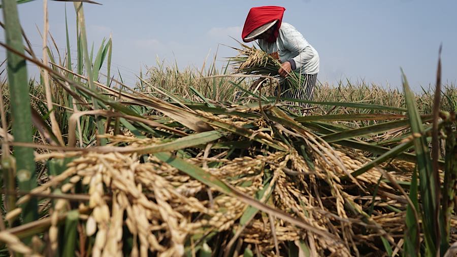 Petani memanen padi di persawahan kawasan Rorotan, Jakarta Utara, Kamis (3/9/2026). (Bloomberg Technoz/Andrean Kristianto)