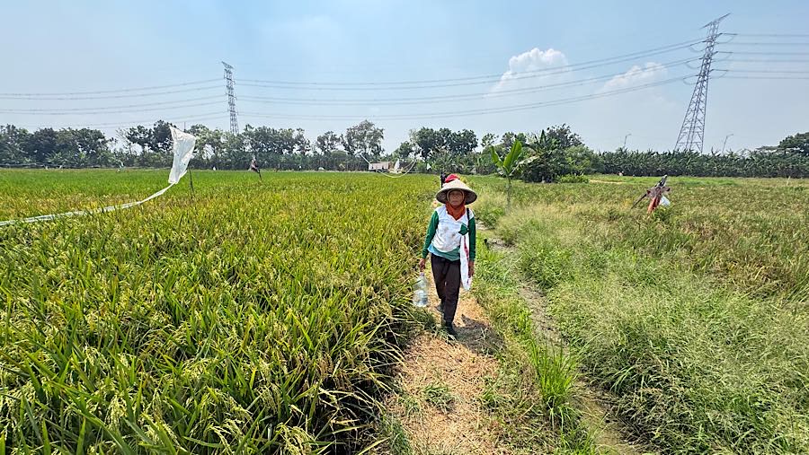 Petani beraiap ke sawah untuk memanen padi di Rorotan, Jakarta Utara, Kamis (3/9/2026). (Bloomberg Technoz/Andrean Kristianto)