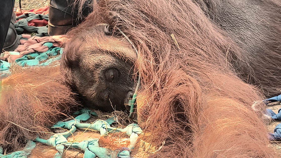 Seekor Orangutan bernama Sempurna mati akibat terpapar asap dari Karhutla di Dusun Sempurna, Kalimantan Barat. (Dok Kemhut)