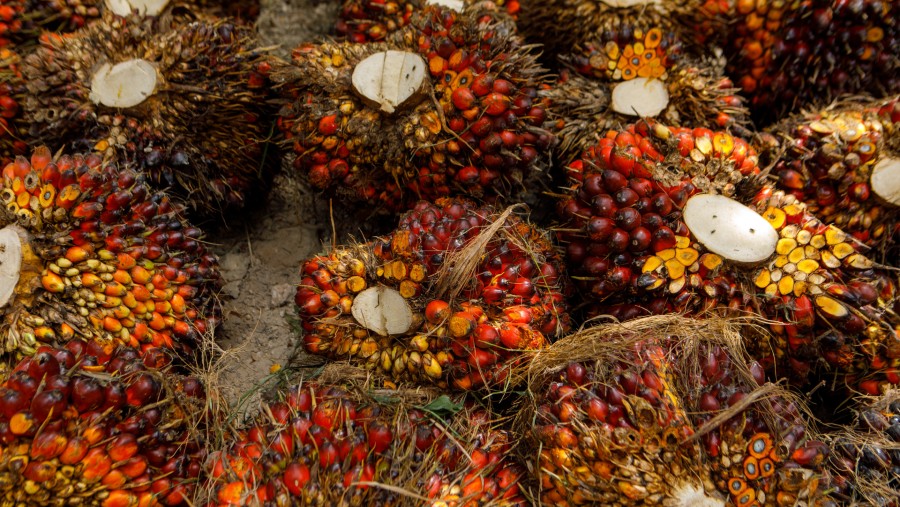 Tandan buah segar sawit yang baru dipanen. (Fotografer: Samsul Said/Bloomberg)