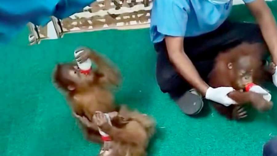 Lima bayi Orangutan ditemukan di India. (Dok. Kementerian Kehutanan)