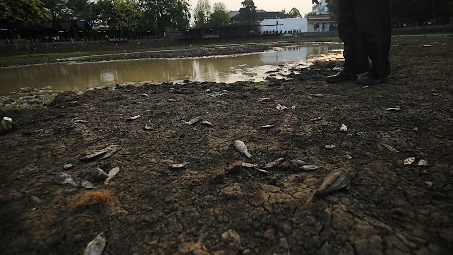 Sejunlah ikan mati akibat Danau Cinere yang surut di Pangkalan Jati, Cinere, Jawa Barat, Senin (21/9/2026) (Bloomberg Technoz/Andrean Kristianto)