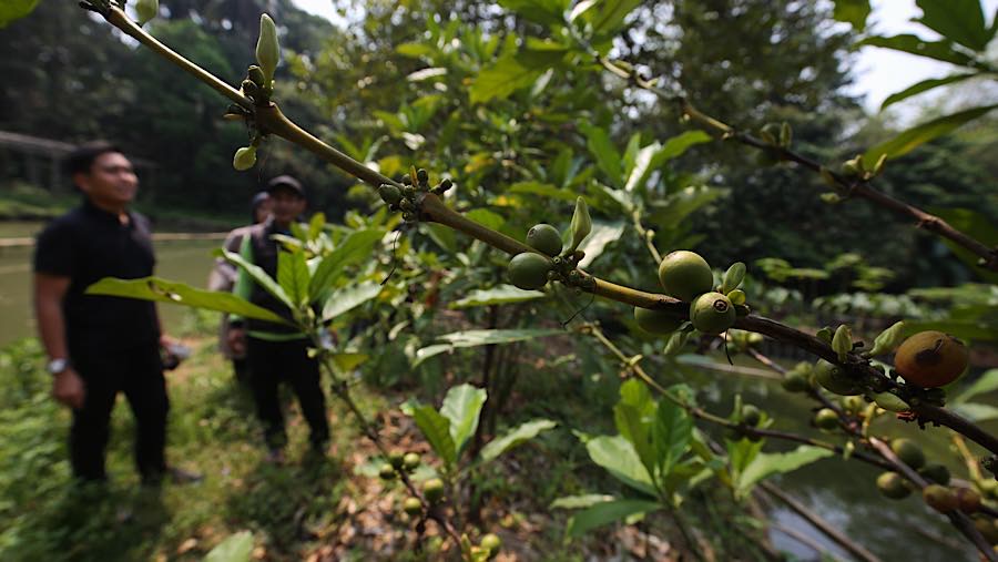 Selain menjadi kawasan hijau di tepian Kali Pesanggrahan, Hutan Sangga Buana juga dapat dikunjungi masyarakat sebagai kawasan eduwisata di Jakarta.