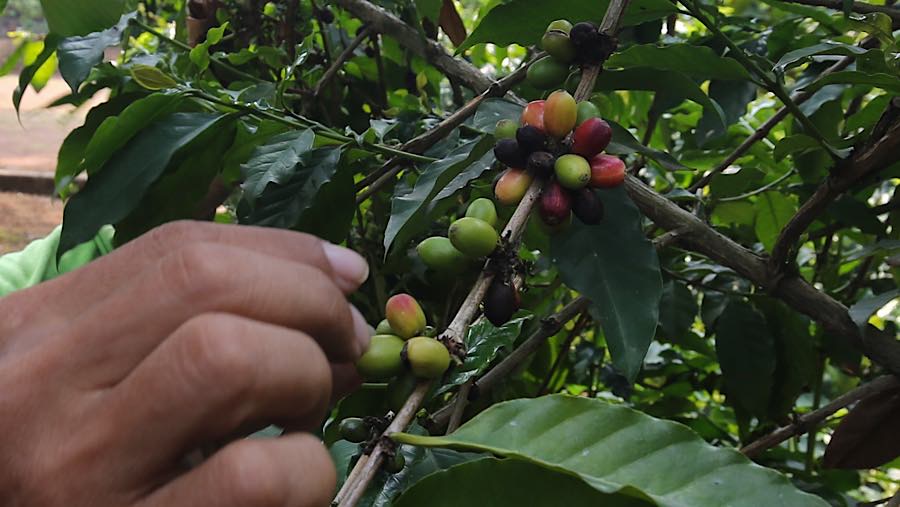 Ribuan tanaman kopi tumbuh di lahan seluas 120 hektare di pinggiran Kali Pesanggrahan, Lebak Bulus, Jakarta Selatan. (Bloomberg Technoz/Andrean K)