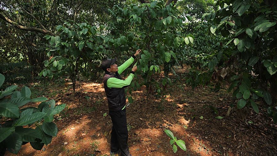 Petugas memeriksa tanaman kopi di Hutan Kota Pesanggarahan Sangga Buana, Jakarta, Selasa (22/9/2026). (Bloomberg Technoz/Andrean Kristianto)