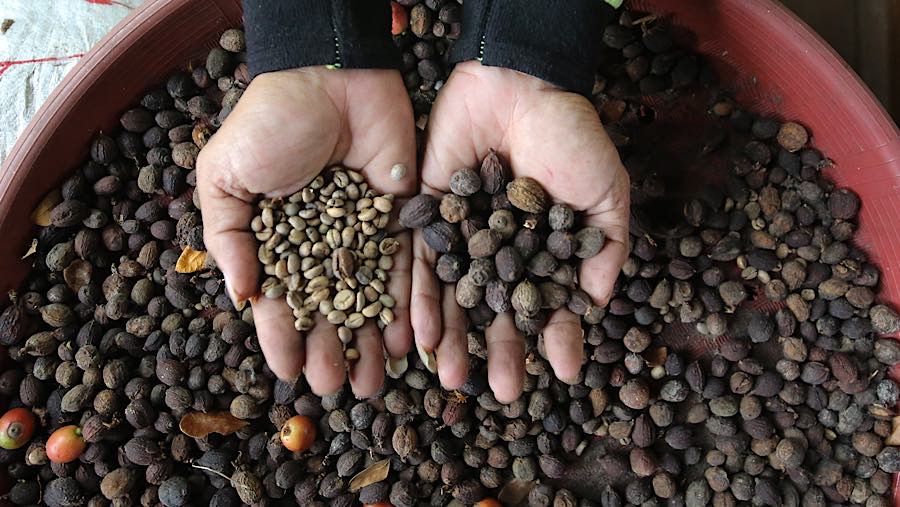 Kebun kopi ini menjadi bagian dari aktivitas lingkungan yang terus tumbuh di tengah kawasan perkotaan Jakarta. (Bloomberg Technoz/Andrean K)