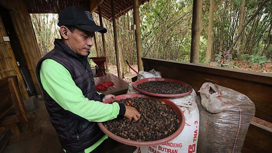 Perbedaan waktu tanam membuat masa panennya tidak serempak, sehingga buah kopi dipetik ketika masing-masing tanaman telah memasuki masa panen.