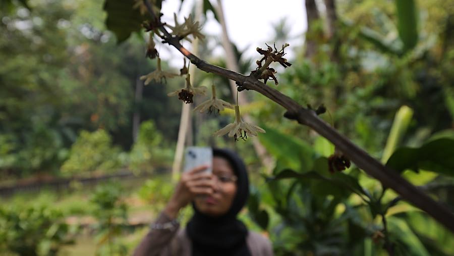 Kebun tersebut berada di kawasan Hutan Sangga Buana, yang membentang sekitar 120 hektare. (Bloomberg Technoz/Andrean Kristianto)