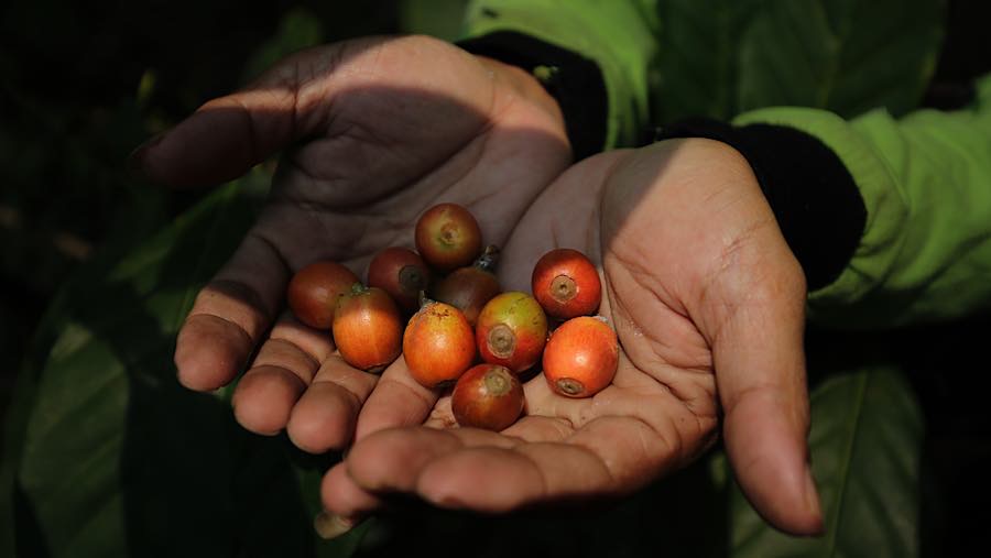 Tanaman tersebut mulai dibudidayakan sejak 2017 dan kini menjadi bagian dari kawasan hijau Hutan Sangga Buana. (Bloomberg Technoz/Andrean Kristianto)