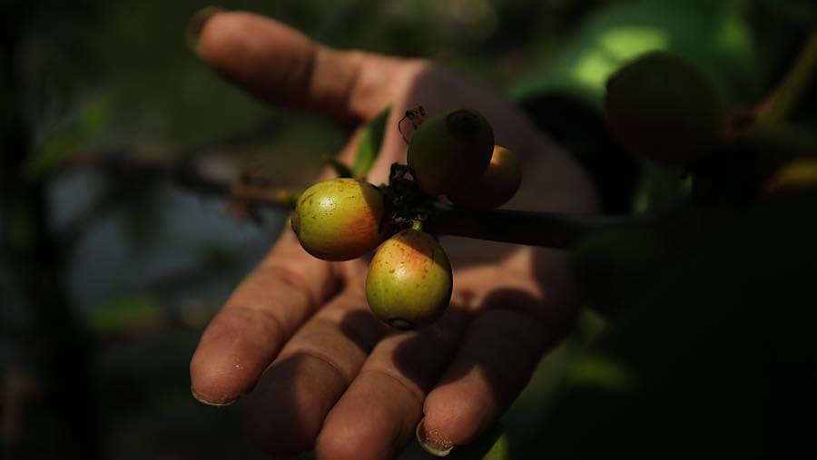 Petugas memetik buah kopi liberika di Hutan Kota Pesanggarahan Sangga Buana, Jakarta, Selasa (22/9/2026). (Bloomberg Technoz/Andrean Kristianto)