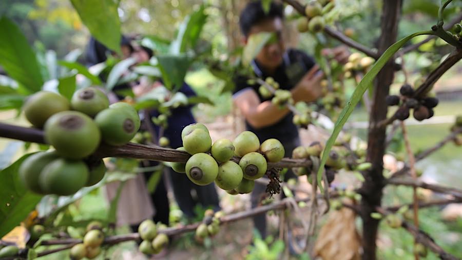 Kebun kopi itu menghasilkan beberapa jenis kopi, yakni liberika, robusta, dan arabika. (Bloomberg Technoz/Andrean Kristianto)