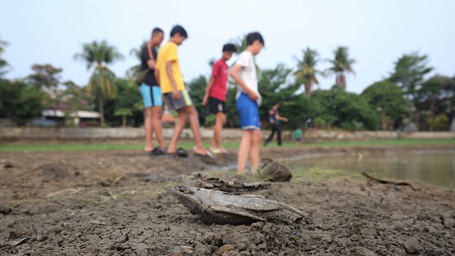 Sejumlah ikan mati akibat Danau Cinere yang mengering di Pangkalan Jati, Cinere, Jawa Barat, Jumat (25/9/2026) (Bloomberg Technoz/Andrean Kristianto)