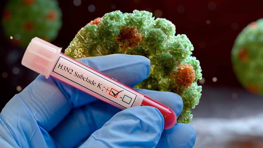 Ilustrasi Super Flu H3N2 Subclade K (Diolah/Bloomberg Technoz)