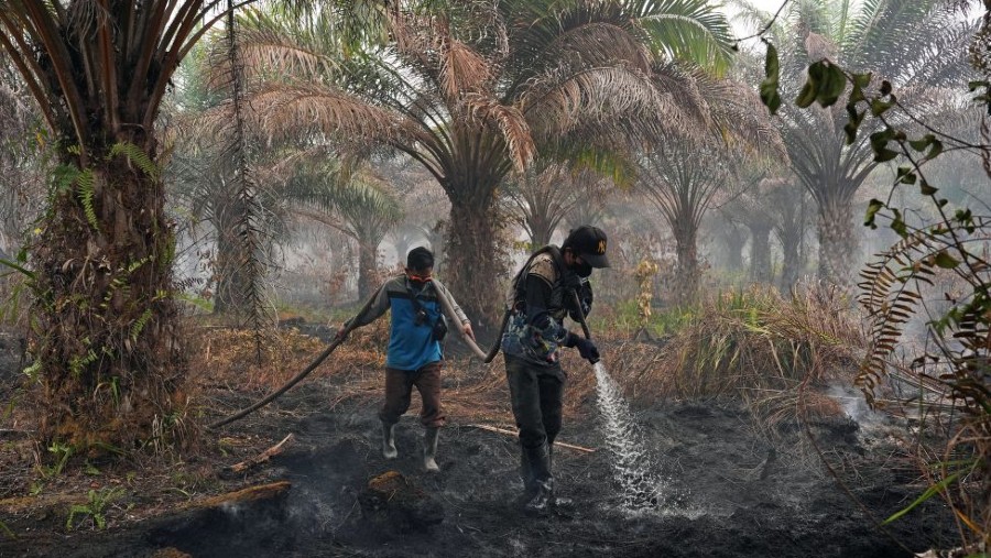 Karhutla di Kebun Sawit Palangkaraya Kalsel. Sumber: Dimas Ardian Bloomberg
