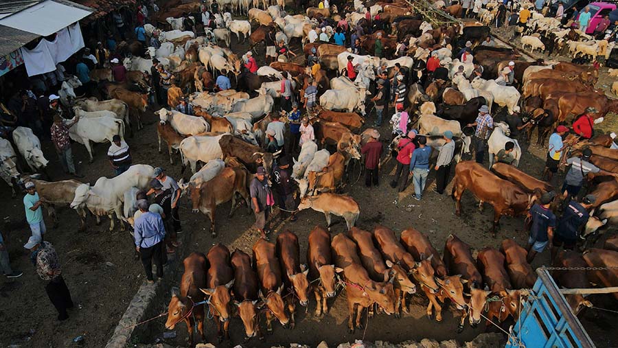 Pedagang menjajakan sapi jelang Idul Adha di Pasar Hewan Jonggol, Kab. Bogor. Foto: Andrean Kristianto/Bloomberg Businessweek Indonesia